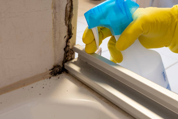 Best Commercial Mold Remediation in Velda City, MO